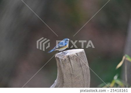 Ruribitaki stopping on stumps A45 Ruribitaki stopping on stumps A45 25418161