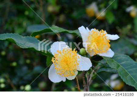 Tea flower 25418180