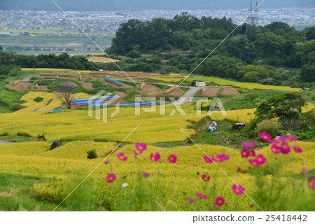 秋季水稻梯田 25418442