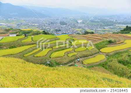 秋季水稻梯田 25418445