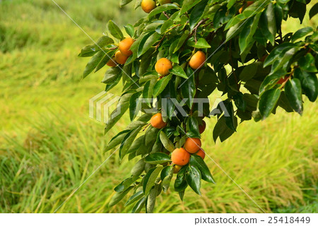 柿子堅果和米耳朵 25418449