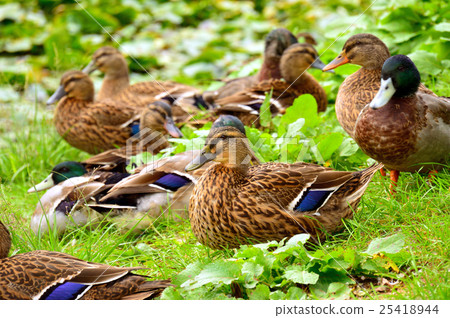 Flower Forest Park Duck Flower Forest Park Duck 25418944