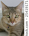 Cat eyes are taciturn 25419171