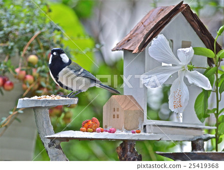 山雀吃誘餌表 山雀吃誘餌表 25419368