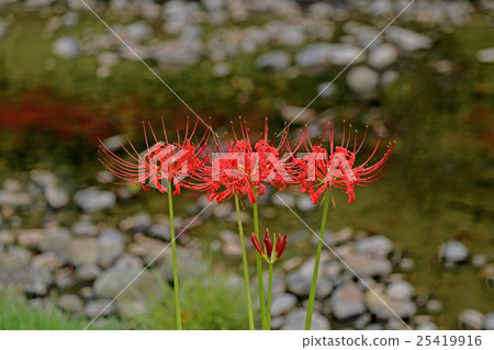 群集孤挺花 群集孤挺花 25419916