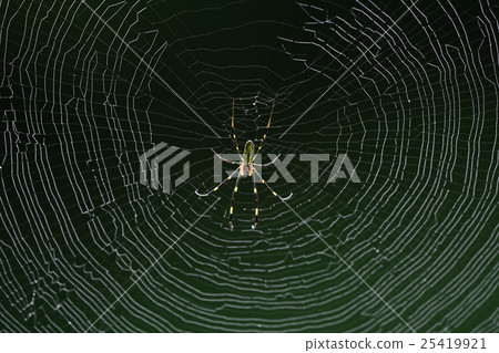 蜘蛛的巢濕與早晨露水和女性蜘蛛A3 25419921