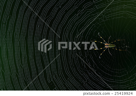 Spider's nest wet with morning dew and female spider A 6 25419924