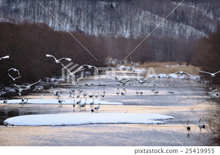 A flock of cranes jumping from the roost A flock of cranes jumping from the roost 25419955