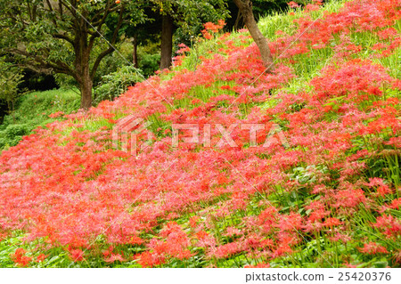 Cluster amaryllis 25420376