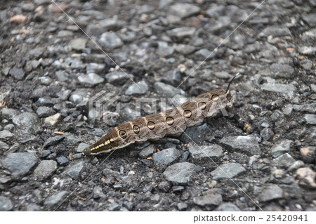 Caterpillar larva 25420941