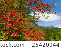 Renge杜鵑花和Yatsugatake山 25420944