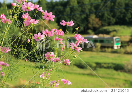 Kosei line "Cosmos flower and train" Kosei line "Cosmos flower and train" 25421043