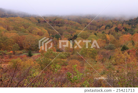 Autumn leaves of Jodo Mogara 25421713