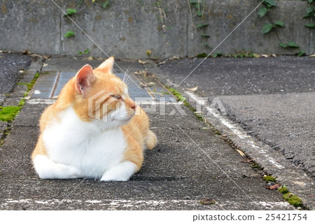 Cats relaxing Cats relaxing 25421754