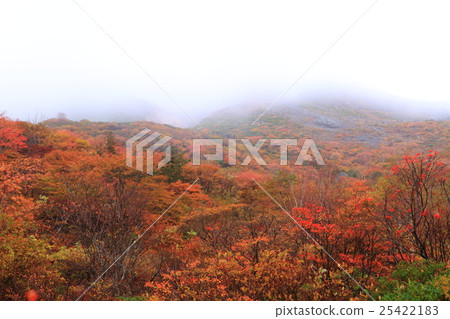 Misty tea ceremony autumn leaves 25422183