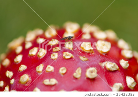 Fly agaric cap. Close up. Selective focus Fly agaric cap. Close up. Selective focus 25422382