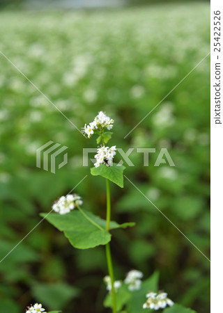 蕎麥花 蕎麥花 25422526