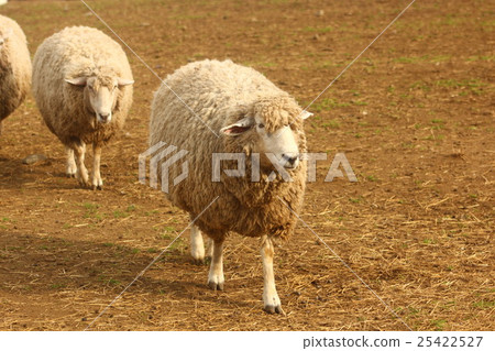 一隻走路的羊 一隻走路的羊 25422527