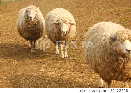 一隻走路的羊 25422528
