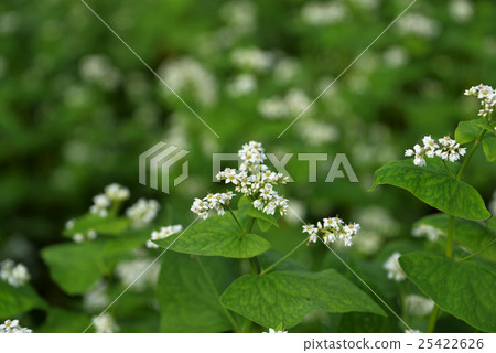 蕎麥花 蕎麥花 25422626