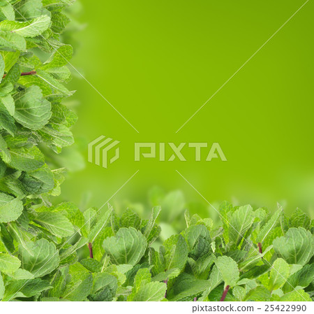 Mint background - green leaf border 25422990