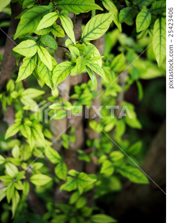 plant environment in authentic natural garden 25423406