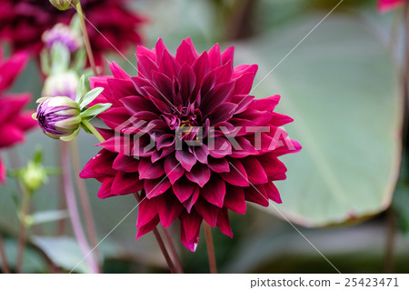 Dahlia Dahlia 25423471