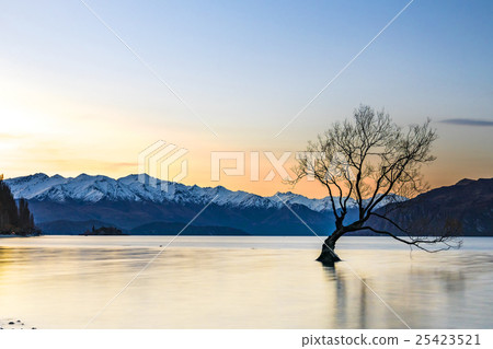 Tree at wanaka lake, New Zealand 25423521