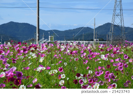 Omihachiman cosmos field Omihachiman cosmos field 25423743