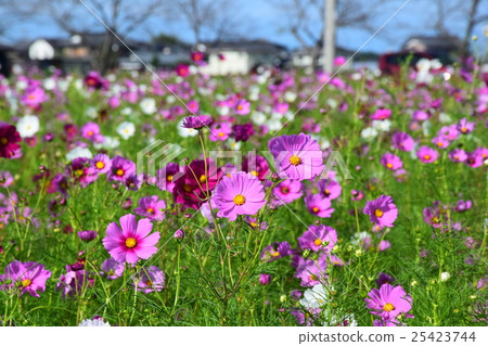 Omihachiman cosmos field Omihachiman cosmos field 25423744