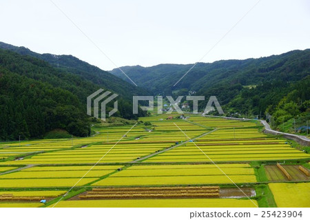 A rice field of autumn geometric pattern (rice field of Shinonoi Shinobu Mura Taguchi Nagano city) A rice field of autumn geometric pattern (rice field of Shinonoi Shinobu Mura Taguchi Nagano city) 25423904