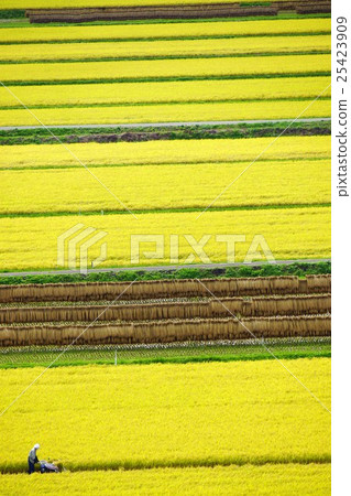 A man who harvests rice in the autumn geometric pattern rice paddy field (rice fields in Shinonoi Shinobu Mura Taguchi Nagano) 25423909