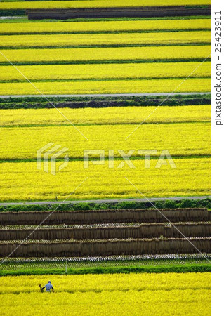 A man who harvests rice in the autumn geometric pattern rice paddy field (rice fields in Shinonoi Shinobu Mura Taguchi Nagano) A man who harvests rice in the autumn geometric pattern rice paddy field (rice fields in Shinonoi Shinobu Mura Taguchi Nagano) 25423911