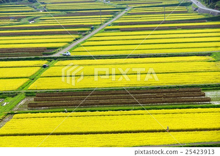 A rice field of autumn geometric pattern (rice field of Shinonoi Shinobu Mura Taguchi Nagano city) A rice field of autumn geometric pattern (rice field of Shinonoi Shinobu Mura Taguchi Nagano city) 25423913