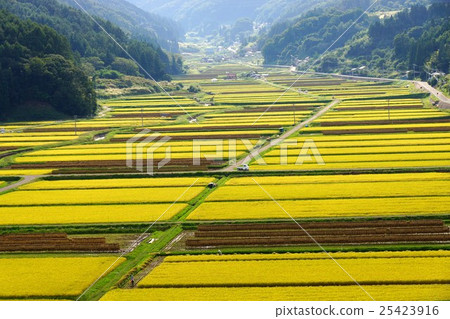 A rice field of autumn geometric pattern (rice field of Shinonoi Shinobu Mura Taguchi Nagano city) A rice field of autumn geometric pattern (rice field of Shinonoi Shinobu Mura Taguchi Nagano city) 25423916