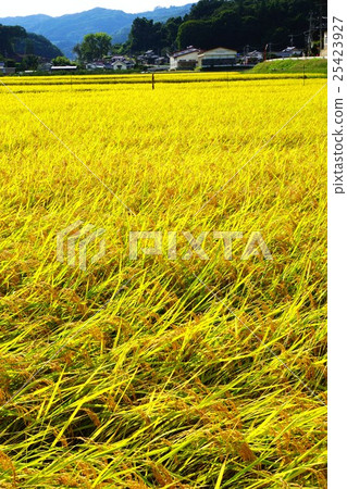 Golden rice ear (Nagano city Shinonoi Nobunaga village field) 25423927