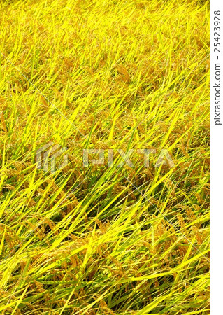 Golden rice ear (Nagano city Shinonoi Nobunaga village field) Golden rice ear (Nagano city Shinonoi Nobunaga village field) 25423928