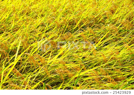 Golden rice ear (Nagano city Shinonoi Nobunaga village field) 25423929