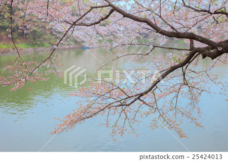 櫻桃樹 櫻桃樹 25424013