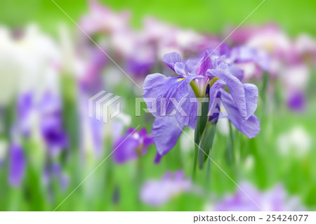 鳶尾花 鳶尾花 25424077