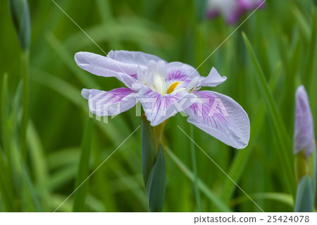 Iris Iris 25424078