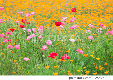 Poppy flower garden Poppy flower garden 25424202