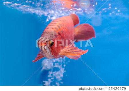 Asian arowana red fish,dragon fish 25424379