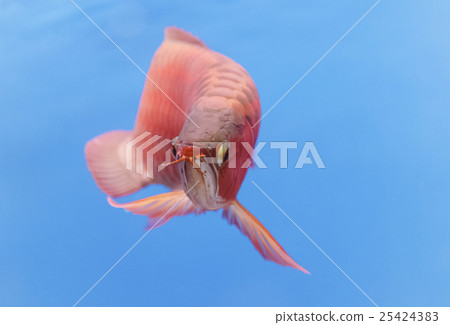Asian arowana red fish,dragon fish Asian arowana red fish,dragon fish 25424383