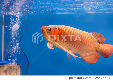 Golden arowana swims in a fish tank. Golden arowana swims in a fish tank. 25424384