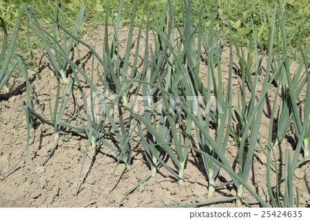 Cultivation of onions in the garden 25424635