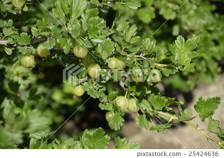 Gooseberries in the garden on a bed 25424636