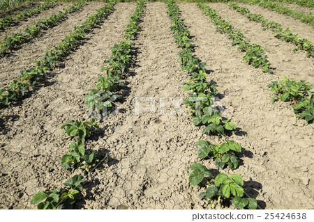 The bed of strawberries in the garden 25424638
