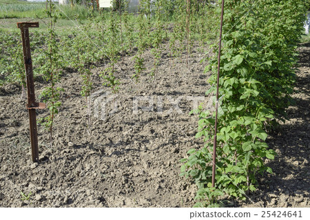 The beds raspberries.  25424641