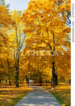 Autumn  in park 25425625